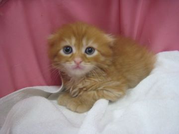 スコティッシュフォールド(折れ耳)【東京都・男の子・2018年4月22日・レッドタビー（長毛）】の写真「お目めパッチリ可愛い男の子」