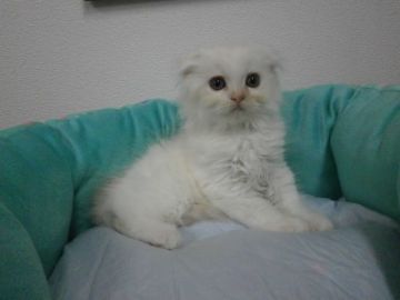 スコティッシュフォールド【東京都・男の子・2016年4月13日・クリーム&ホワイト（長毛）】の写真「」