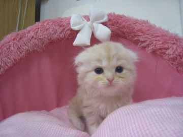 スコティッシュフォールド(折れ耳)【東京都・女の子・2018年8月19日・クリーム&ホワイト（長毛）】の写真「お目めパッチリの可愛い女の子です。」