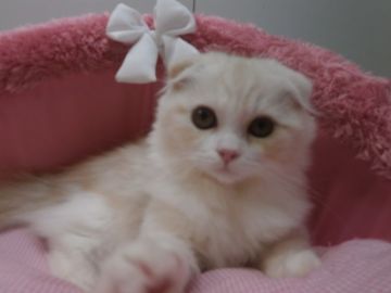 スコティッシュフォールド(折れ耳)【東京都・男の子・2017年7月15日・レッドタビー&ホワイト（長毛）】の写真「人気のクリーム系☆とても大人しい男の子です」