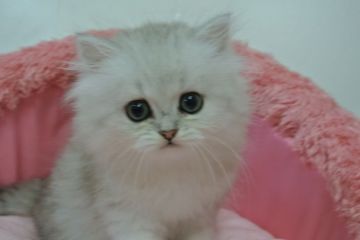 ペルシャ(チンチラ)【東京都・男の子・2020年3月16日・チンチラシルバー（長毛）】の写真「お目めキラキラの可愛い男の子」