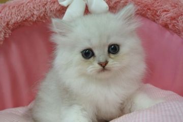 ペルシャ(チンチラ)【東京都・男の子・2020年4月2日・チンチラシルバー（長毛）】の写真「お目めパッチリの気品ある気高い男の子」