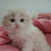 スコティッシュフォールド(折れ耳)【東京都・男の子・2024年1月10日・クリーム&ホワイト】の写真1
