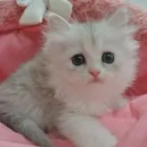 ミヌエット(長足)【東京都・女の子・2023年9月8日・シェーテッドシルバー】の写真1