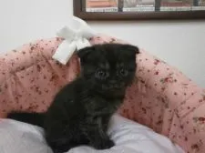 スコティッシュフォールド【東京都・男の子・2015年9月30日・ブラックスモーク】の写真1