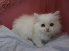 スコティッシュフォールド【東京都・女の子・2016年10月6日・クリーム&ホワイト】の写真1