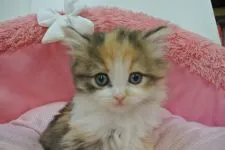 ノルウェージャンフォレストキャット【東京都・女の子・2021年12月14日・キャリコ】の写真1