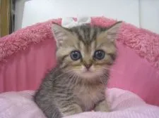 エキゾチックショートヘア【東京都・男の子・2019年5月12日・ブラウンタビー】の写真1