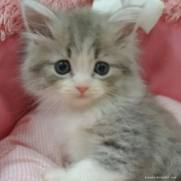 ID：2211-01105の子猫