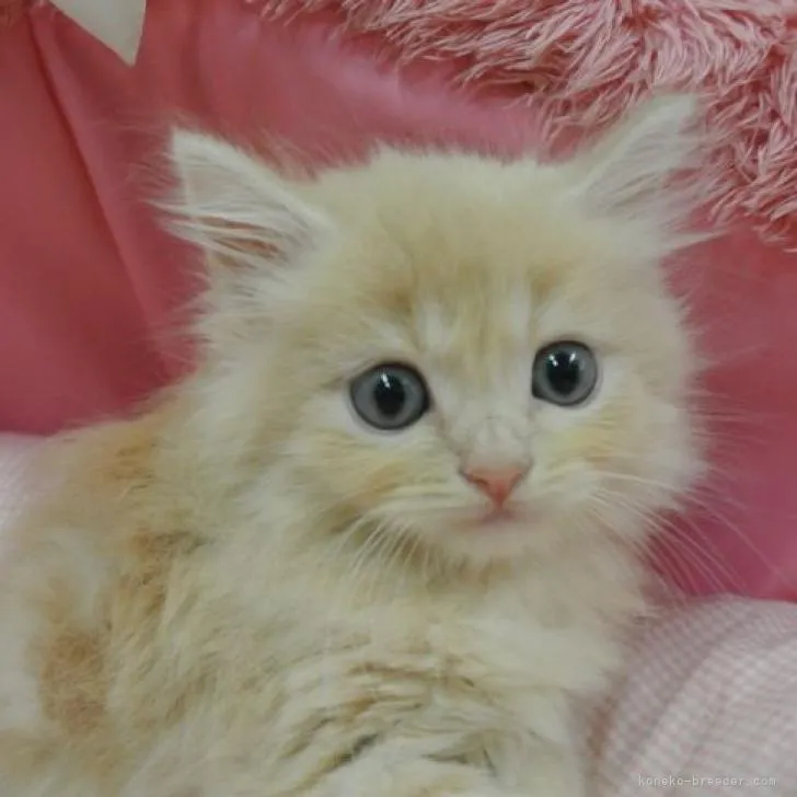ID:2210-01431の子猫