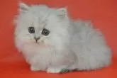 ペルシャ(チンチラ)【東京都・男の子・2024年2月13日・チンチラシルバー】の写真2