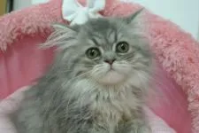 エキゾチックロングヘア【東京都・女の子・2020年4月10日・ブルーチンチラゴールデン】の写真2