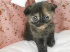 スコティッシュフォールド【東京都・女の子・2015年7月29日・トーティーシェル】の写真2