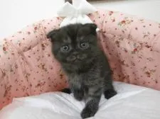 スコティッシュフォールド【東京都・男の子・2015年9月30日・ブラックスモーク】の写真2