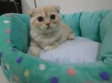 スコティッシュフォールド【東京都・男の子・2016年3月26日・クリームタビー】の写真2