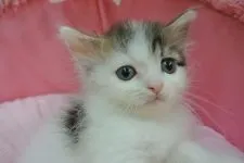 ノルウェージャンフォレストキャット【東京都・男の子・2021年6月6日・ブラウンタビー&ホワイト】の写真2