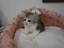 スコティッシュフォールド【東京都・男の子・2015年6月18日・シルバータビー&ホワイト】の写真2