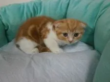 スコティッシュフォールド【東京都・女の子・2016年7月10日・レッドタビー&ホワイト】の写真2