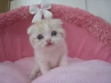 スコティッシュフォールド(折れ耳)【東京都・男の子・2018年10月22日・レッドタビー&ホワイト】の写真2