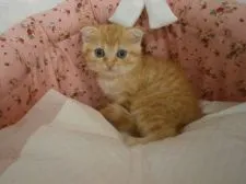 スコティッシュフォールド【東京都・男の子・2015年7月18日・レッドタビー】の写真2