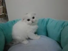 スコティッシュフォールド【東京都・女の子・2016年5月12日・シルバーパッチドタビー&ホワイト】の写真3