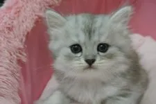 ミヌエット【東京都・男の子・2020年8月13日・シェーテッドシルバー】の写真3