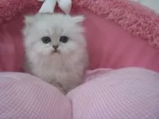 ペルシャ(チンチラ)【東京都・女の子・2018年2月23日・チンチラシルバー】の写真3