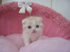 スコティッシュフォールド(折れ耳)【東京都・男の子・2018年10月22日・レッドタビー&ホワイト】の写真3