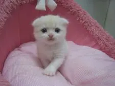 スコティッシュフォールド(折れ耳)【東京都・男の子・2018年8月25日・クリームタビー&ホワイト】の写真3