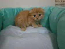 スコティッシュフォールド【東京都・女の子・2016年6月16日・レッドタビー】の写真3