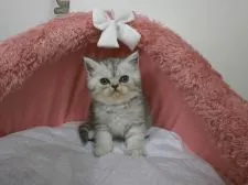 エキゾチックショートヘア【東京都・女の子・2017年3月6日・シェーテッドシルバー】の写真3