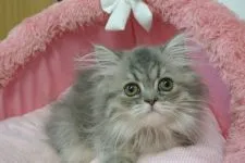 エキゾチックロングヘア【東京都・女の子・2020年4月10日・ブルーチンチラゴールデン】の写真3