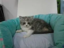 スコティッシュフォールド【東京都・女の子・2016年5月25日・ダイリュートキャリコ】の写真3