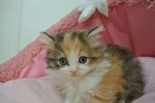 ノルウェージャンフォレストキャット【東京都・女の子・2021年12月14日・キャリコ】の写真3