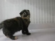 スコティッシュフォールド【東京都・女の子・2015年7月29日・トーティーシェル】の写真4