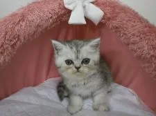 エキゾチックショートヘア【東京都・女の子・2017年3月6日・シェーテッドシルバー】の写真4