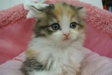 ノルウェージャンフォレストキャット【東京都・女の子・2021年12月14日・キャリコ】の写真4