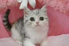 スコティッシュフォールド(立ち耳)【東京都・女の子・2020年11月28日・シルバーパッチドタビー&ホワイト】の写真4