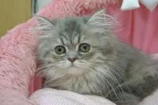 エキゾチックロングヘア【東京都・女の子・2020年4月10日・ブルーチンチラゴールデン】の写真4