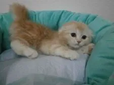 スコティッシュフォールド【東京都・女の子・2016年3月12日・カメオタビー&ホワイト】の写真4