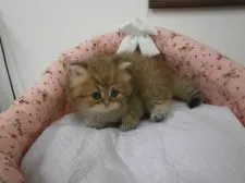 ペルシャ(チンチラ)【東京都・男の子・2015年11月6日・チンチラゴールデン】の写真4