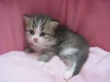 スコティッシュフォールド(立ち耳)【東京都・男の子・2018年10月28日・ブラウンタビー&ホワイト】の写真5