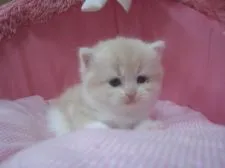 スコティッシュフォールド(立ち耳)【東京都・男の子・2018年9月15日・クリーム&ホワイト】の写真5