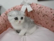 スコティッシュフォールド【東京都・男の子・2015年8月5日・シルバータビー&ホワイト】の写真5