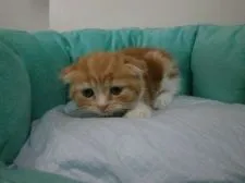 スコティッシュフォールド【東京都・女の子・2016年7月10日・レッドタビー&ホワイト】の写真5