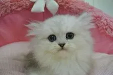 ペルシャ(チンチラ)【東京都・男の子・2021年9月3日・チンチラシルバー】の写真5