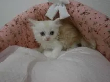 スコティッシュフォールド【東京都・男の子・2015年7月24日・レッドタビー&ホワイト】の写真5