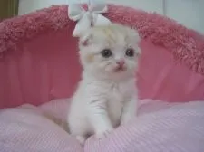 スコティッシュフォールド(折れ耳)【東京都・男の子・2018年10月22日・レッドタビー&ホワイト】の写真5