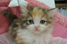 ノルウェージャンフォレストキャット【東京都・女の子・2021年12月14日・キャリコ】の写真5