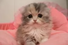 スコティッシュフォールド(折れ耳)【東京都・女の子・2025年11月28日・ダイリュートキャリコ】の写真10